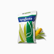 Materiał siewny kukurydzy
